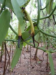 ripening vanilla on vine