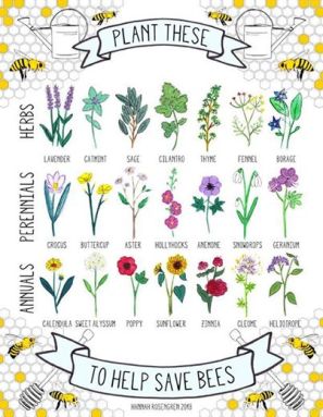 bee plants